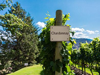 Billede af Chardonnay vinplantage.