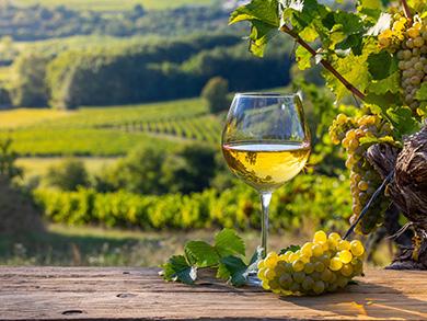 Billede af hvidvin og vindruer med flot natur i baggrunden.