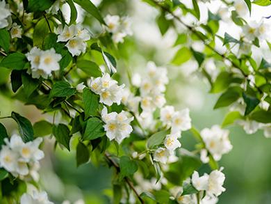 Billede af smukke hvide jasmin blomster.
